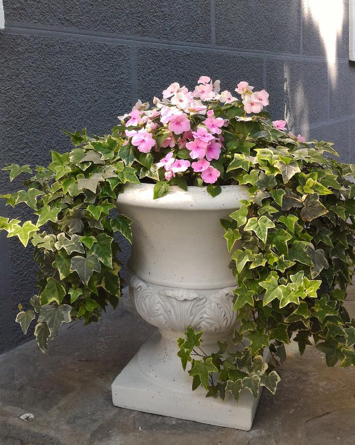 B&B Le Magnolie Gallarate Exterior foto